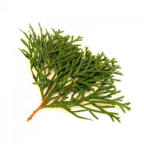 Organic Cypress 5ml