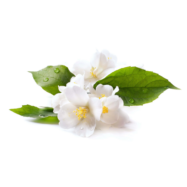 Jasmine absolute 5ml