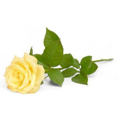 Rose 1ml