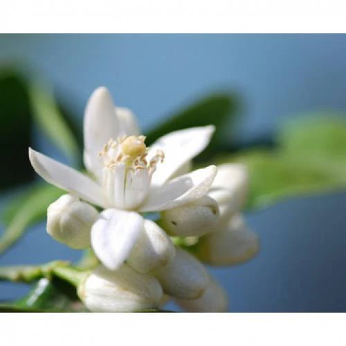 Neroli 1ml